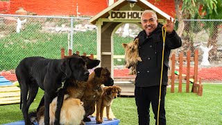 CESAR MILLAN TEACHES YOU HOW TO USE THE LEASH [upl. by Devitt]