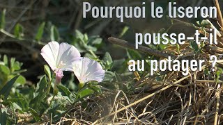 Pourquoi le liseron pousse dans un potager [upl. by Bergeman]