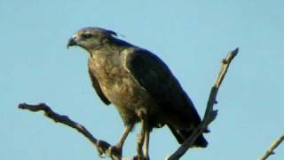 Crowned Eagle [upl. by Norted6]