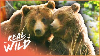 Into The Life Of A Grizzly Bear Bear Documentary  Grizzly Country  Real Wild [upl. by Thaddeus]