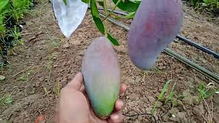 Pusa lalima mango [upl. by Acimad]