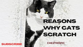 Reasons why cats scratch [upl. by Elleon728]