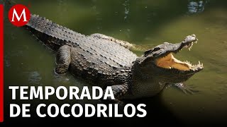 Temporada de lluvias en Colima y el nacimiento de cocodrilos de río [upl. by Semela]