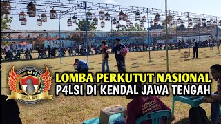 LOMBA PERKUTUT LOKAL NASIONAL P4LSI DI PEGANDON KENDAL JAWA TENGAH ❤️🐦🇮🇩 [upl. by Ozzy]