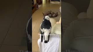 The Australian magpie who barks more than my dog [upl. by Olen]