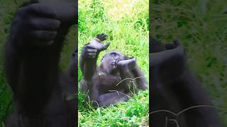 chill jabali gorilla cute zoo mukbang mukbangers [upl. by Aivataj646]