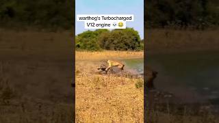 Warthog Turbo V16 engine 🙏SUBSCRIBE🙏 video warthog turbo v16engine kingofjungle [upl. by Siroled]