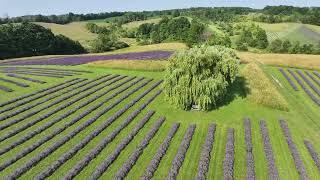 Fennario Meadows  2024  Lavender Meets the Niagara Escarpment [upl. by Friede]