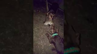 Dog gets massive rat from a sawdust bag patterdale ratting terriers puppy pestcontrol chickens [upl. by Durward]