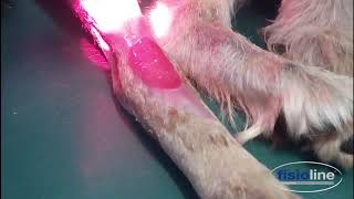 Laser veterinario Biostimolazione cicatrizzazioneVeterinary laser Biostimulation healing [upl. by Oringas]