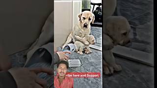 😻Dog Reaction Only legend understand ♥️💘💘 [upl. by Eelytsirk]