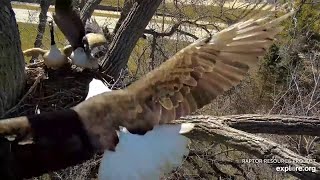 Decorah Eagles Geese land on N1 HM chases them off and checks the nest  exploreorg 03062024 [upl. by Jobey]