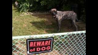 American Bulldog  English Mastiff [upl. by Ahilam]