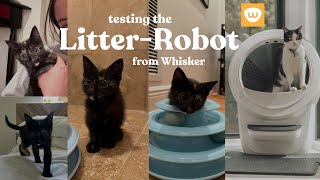 Testing the LitterRobot from Whisker [upl. by Dinsdale592]