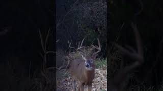 Tall 9 walks out and HITS THE DIRT archeryarcheryhunterhuntingbowhuntingwildlifedeeroctober [upl. by Jahn193]