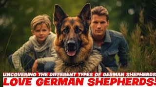 Uncovering the Different Types of German Shepherds [upl. by Ong751]