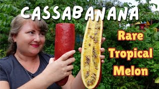 Cassabanana aka FRAGRANT MELON  Harvesting amp Tasting [upl. by Alios881]