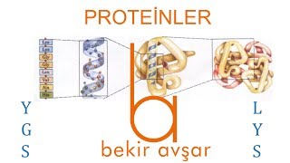 YKS PROTEİNLER [upl. by Eigriv]