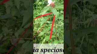 Crepeginger Cheilocostus speciosus Lvs spirally rhizome to treat fever Asthma amp worms short [upl. by Correna853]