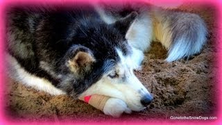 Siberian Husky Oakley hurt her paw FAN FRIDAY 113 [upl. by Einotna141]