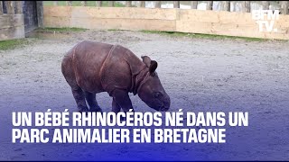 Un bébé rhinocéros est né dans un parc animalier en Bretagne [upl. by Ylliw684]