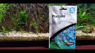 Does Seachem Purigen Work Purigen vs Black Beard Algae PART 1 [upl. by Danyelle]