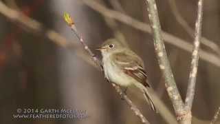 Least Flycatcher in Maine [upl. by Frieder892]