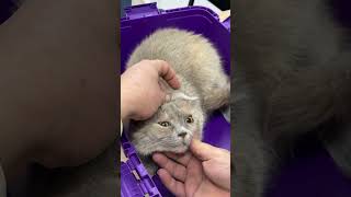 demodicosis in a cat and she is crying🥹 piano cat vetlove kitten petvet catlover music [upl. by Eibbed]