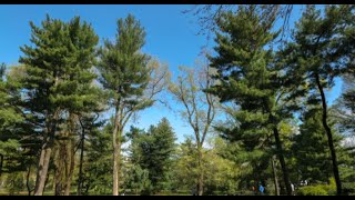 Weekly Walk Evergreens trees at the Pinetum [upl. by Valerian857]