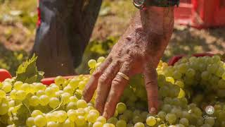 VENDEMMIA  Moscato dAsti Stories [upl. by Joshuah298]