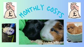 ESSENTIAL MONTHLY GUINEA PIG COSTS 💰  JULY 2024 [upl. by Ardra]