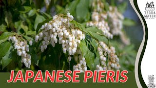 Japanese Pieris Pieris japonica Care Guide and Tips 🌿🌸 [upl. by Magas]