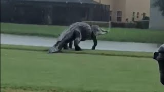 Massive Alligator on Florida Golf Course Looks Like Godzilla [upl. by Yemorej]