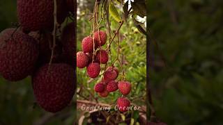 How to propagation lychee tree by  Air layering [upl. by Ahsenot]