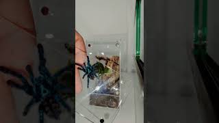 Caribena Versicolor juvie  Antilles Pinktoe Tarantula Rehousing [upl. by Lectra301]