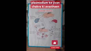 Plasmodium ke Jivan Chakra ki Avasthaen  Malaria  Mosquito Infection [upl. by Fenelia]