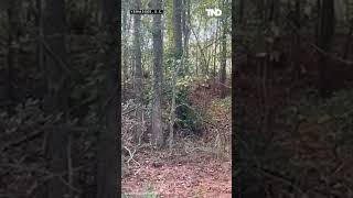 43 monkeys escape from South Carolina research facility seen running through woods [upl. by Nayar]