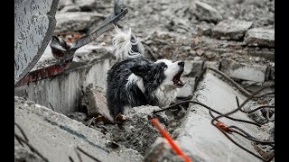 REDOG  The training and skills of rescue dogs [upl. by Mcculloch747]