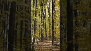 Les feuilles tombent dans une forêt dautomne [upl. by Nreval]