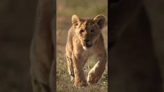 Lionjungleforestshortsvideo [upl. by Atkinson]