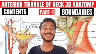 anterior triangle of neck anatomy 3d  digastric triangle anatomy  submental triangle anatomy [upl. by Arytal]