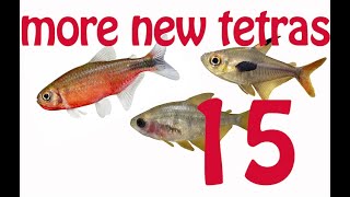 New Tetra Guide 15 more New tetras New Hyphessobrycon and Moenkhausia  Part 2  rare new tetras [upl. by Pryor377]