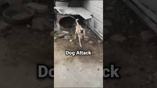 Dog Attack ❌ doglover techintelugu ravitechseries safety [upl. by Terrab]