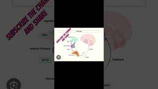 HPA axis hypothalemo pituitary Adrenal axis [upl. by Foushee223]