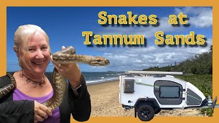 TANNUM SANDS Pt2 MINDAHOME house sit Black Headed Python amp Centralian Carpet Python [upl. by Ateuqal]