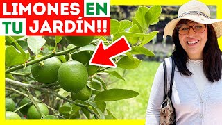 🍋12 CUIDADOS para tener un LIMONERO en MACETA 🪴¿Por qué se caen los frutos y flores [upl. by Tingley20]