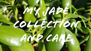 My Jade Collection And Care [upl. by Aubree]