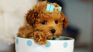 18 Popular Teacup Dog Breeds [upl. by Alphonso]