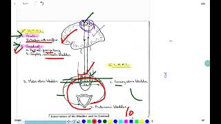 neurogenic bladder [upl. by Reiniar]