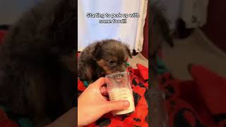 This family rescues little puppy Rescue Squad rescueanimals animals puppy loveanimal viralshorts [upl. by Annairoc]